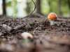 Seamless Access to Psychedelic Wonder: Magic Mushroom Delivery OC – Elevate Your Consciousness