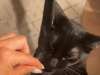 The Ultimate Cat Channel: How Cat TV is Revolutionizing Feline Entertainment
