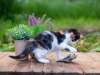 From Chew Chewbacca to Catnip Nirvana: Crafting Epic Playtime Adventures with Toys Your Pet Won’t Forget