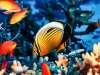 Unveiling the Wonders of Reefs: A Journey Through Nature’s Underwater Cathedrals