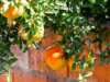 Understanding Fruit Flies: Identification, Prevention, and Solutions
