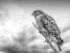 Transform Your Home with Exquisite Art Prints from PrintsForSale