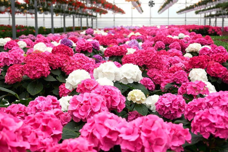 bulk carnations